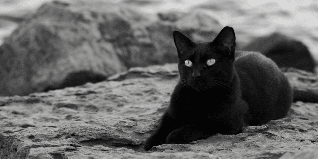 A black cat with yellow eyes sitting on a rock