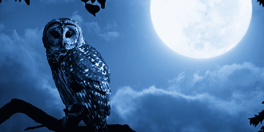 Owl in the fullmoon night