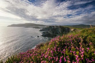 Vibrant landscape of the Kerry Cliffs in Ireland dropping to the Atlantic Ocean, with purple heather flowers blooming in the foreground.