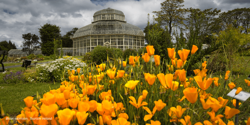 A garden filled with lots of yellow flowers