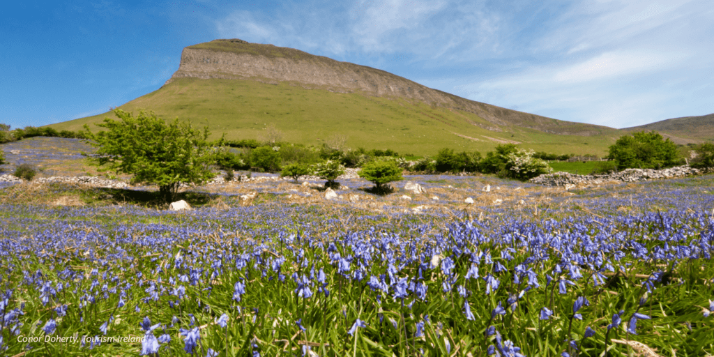A field of blue flowers with a mountain in the background