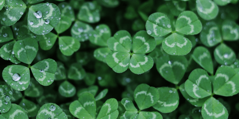 Clovers