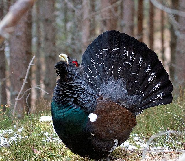 The Western Capercaille