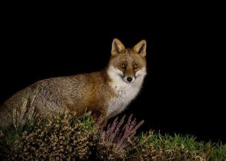 The Scottish Red Fox