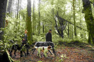 Two men walking two dogs