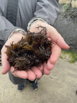 two hands holding a pile of seaweed