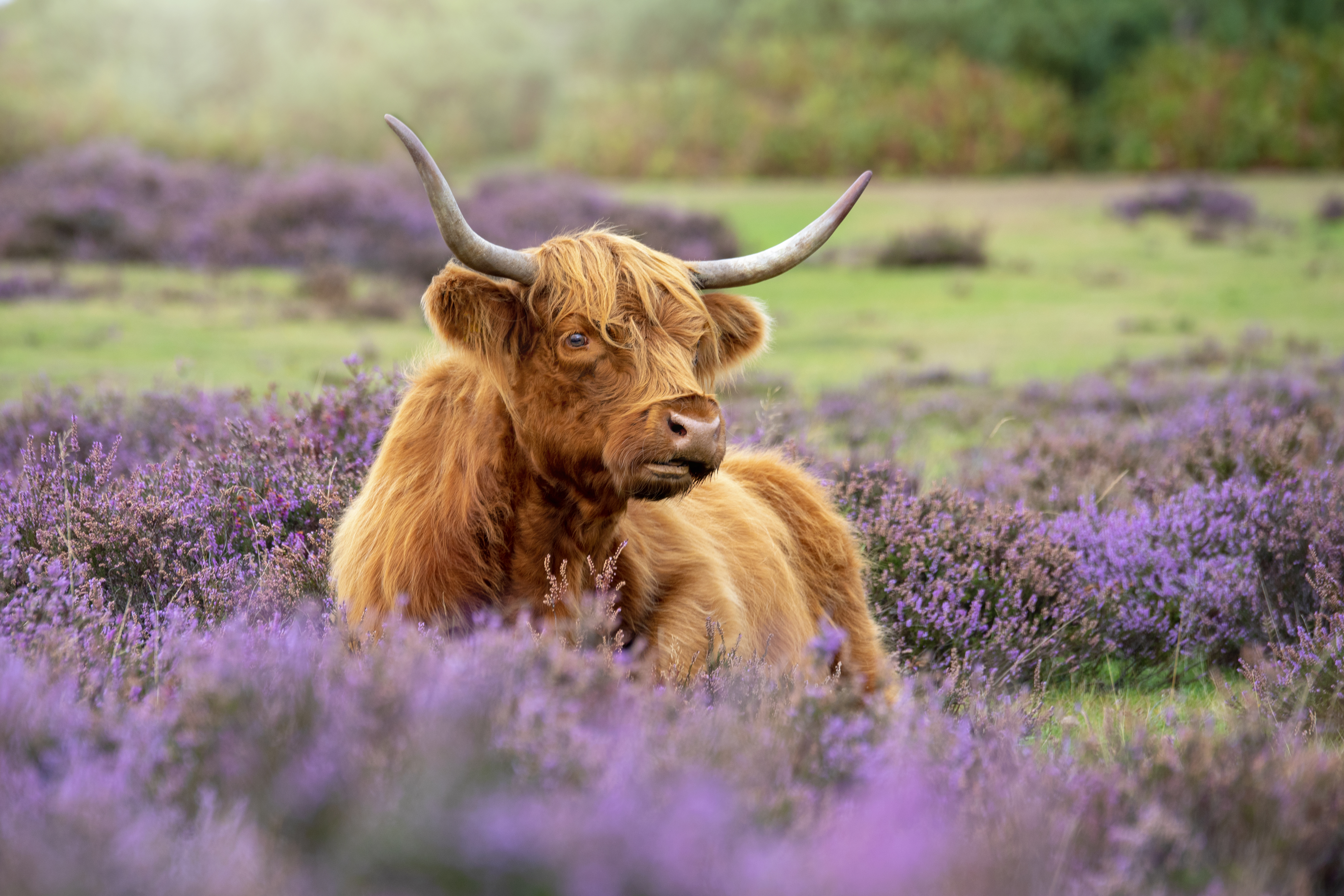 Scotland's Highlands are home to unique characters like the Highland Cow. 