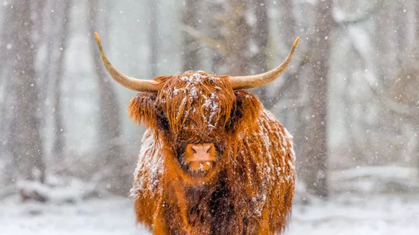 Scottish Highland Cow Snow