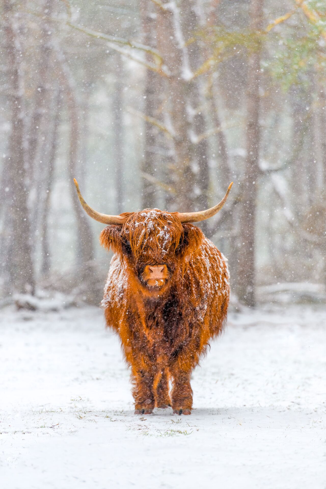 Scottish highland cow in snow