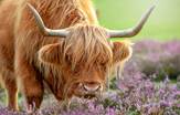 Highland_Cow_Scotland_Tours