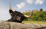 Stirling_Castle_Scotland_Tours