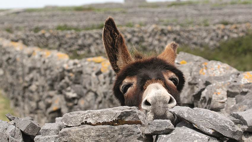 Donkey Aran Islands Ireland Tours