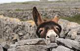 Donkey Aran Islands Ireland Tours