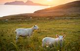 Sheeps Ring of Kerry South Ireland Tours