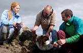 Ring of Kerry Seaweed Ireland Tours