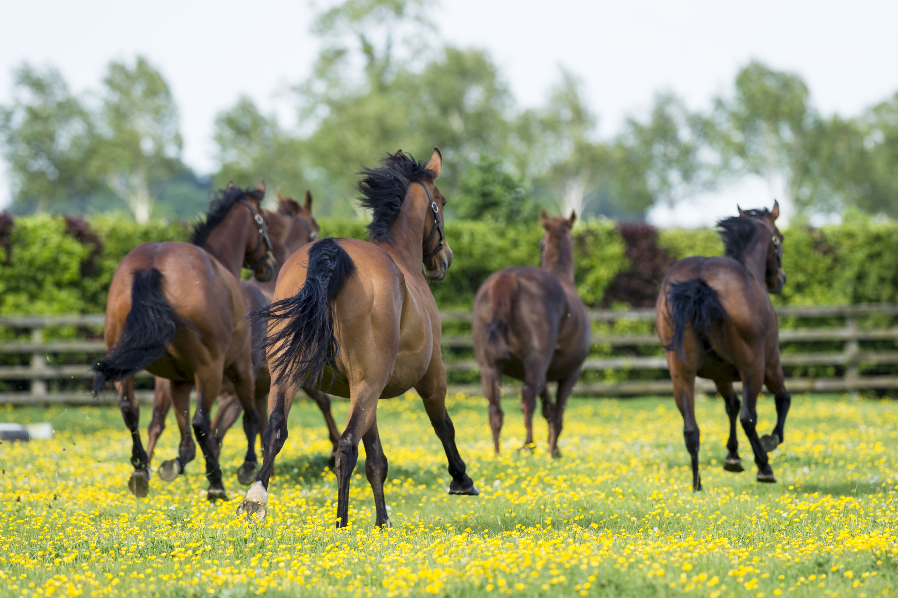 August Credit Bronwen Healy 'Livinglegends' (1)