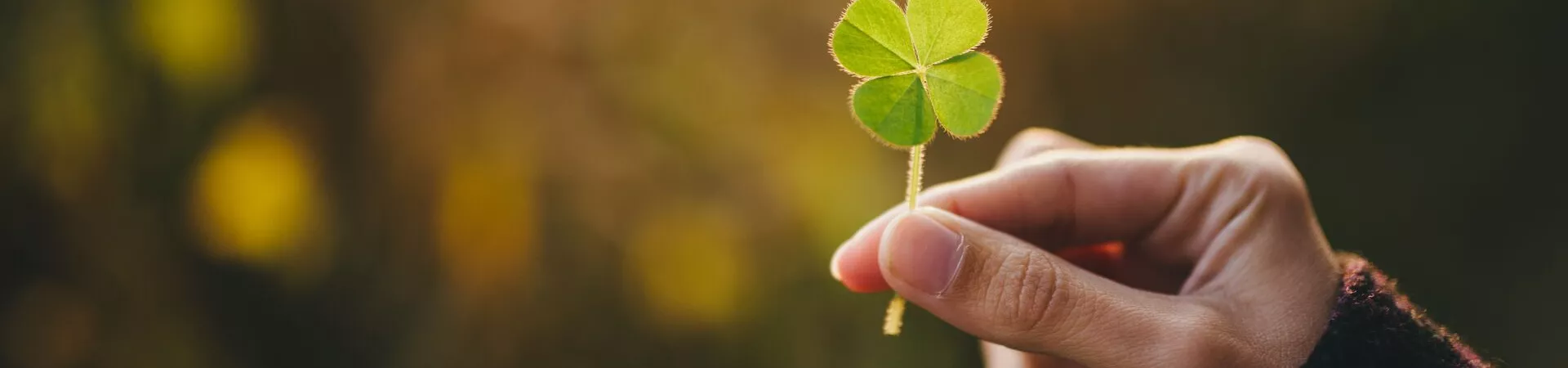 A hand holding a clover