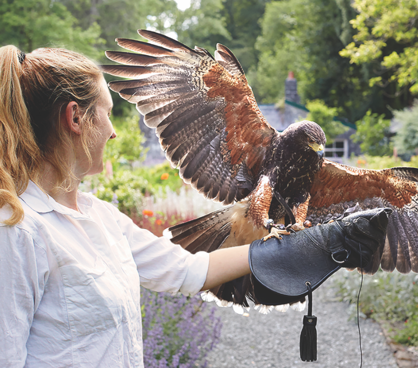 Falconry at Ashford Castle in Galway, Ireland