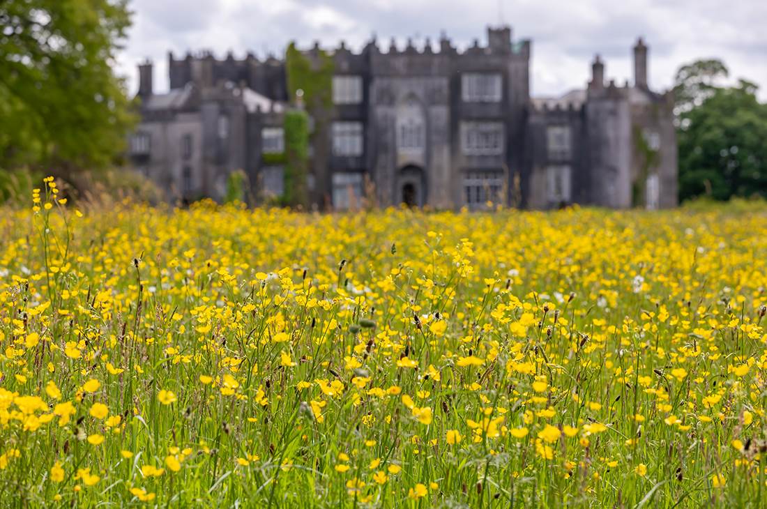 Meadow at Birr Castle in Dublin's Doorstep, Ireland