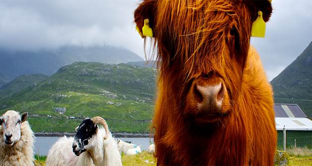 Brendan Vacations - Highland Cow