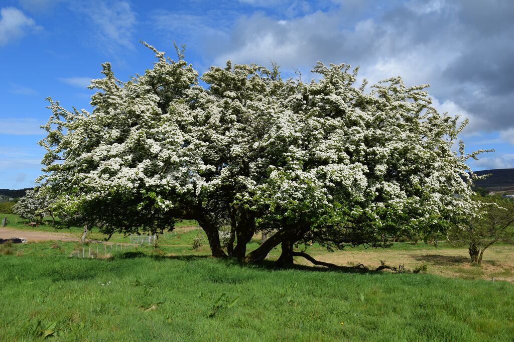Medium Dunfin Farm Nature5