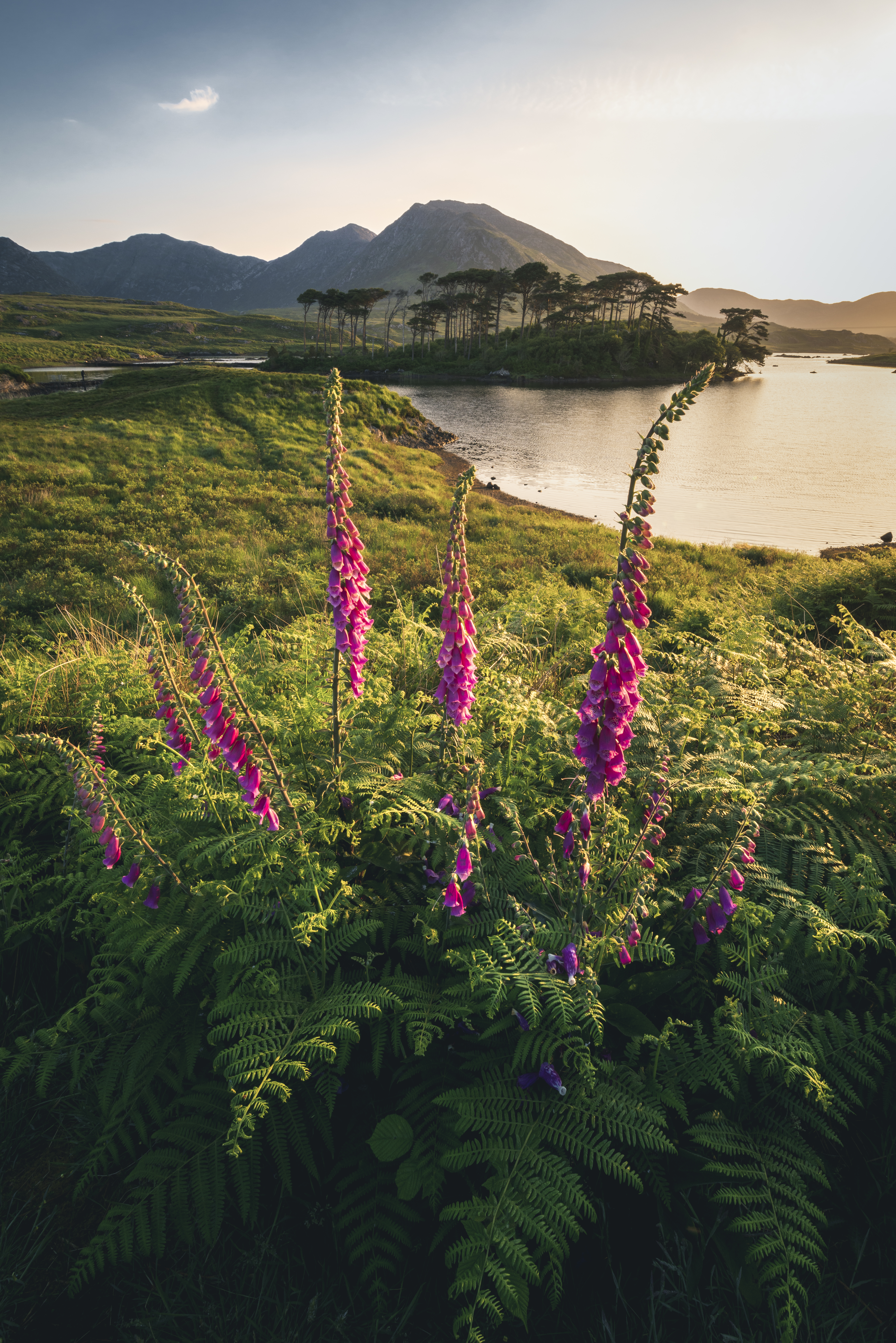 Discover the Celtic Isles Year Round - Pine Island, Derryclare Lough, Connemara, Ireland