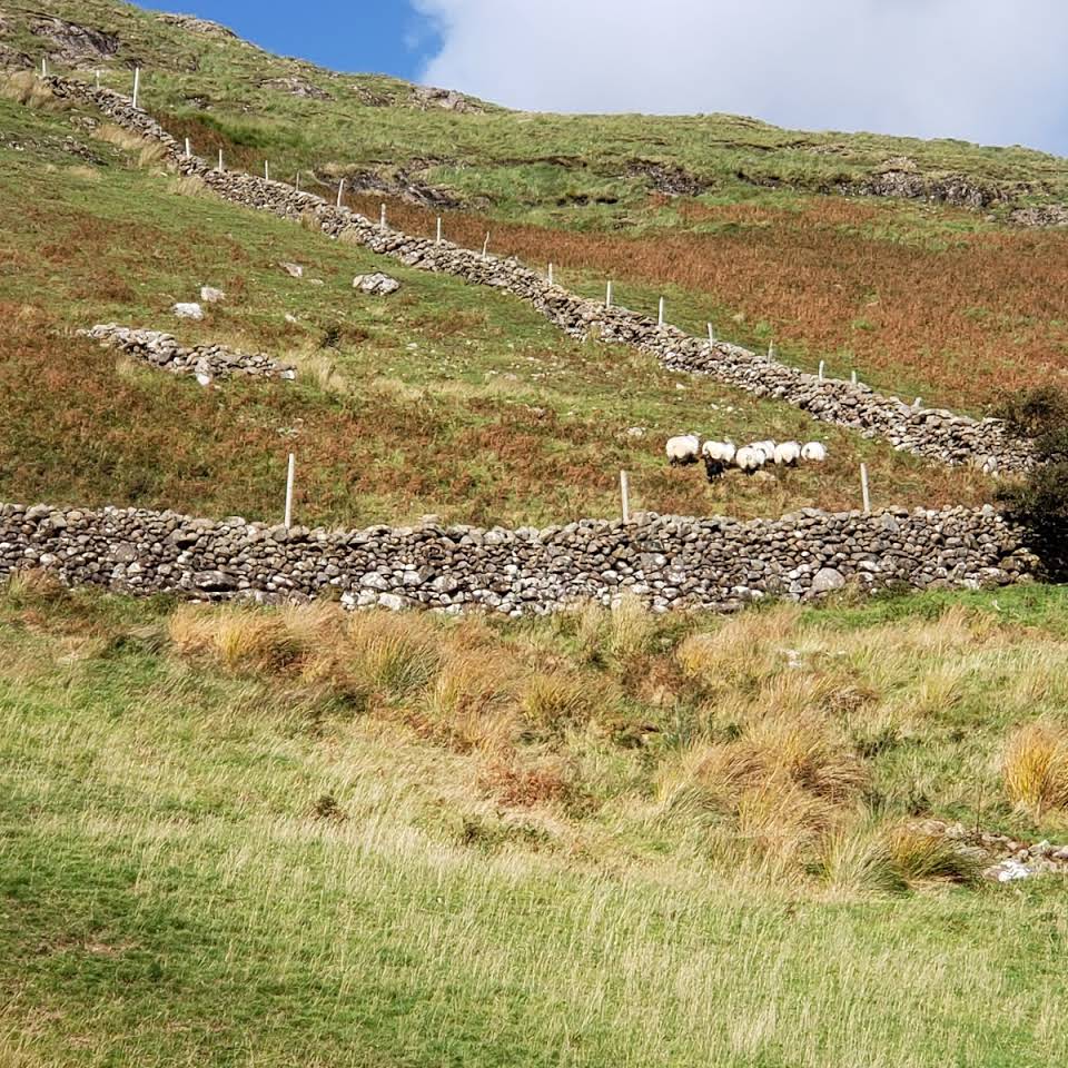 Sheep On Grassy Field