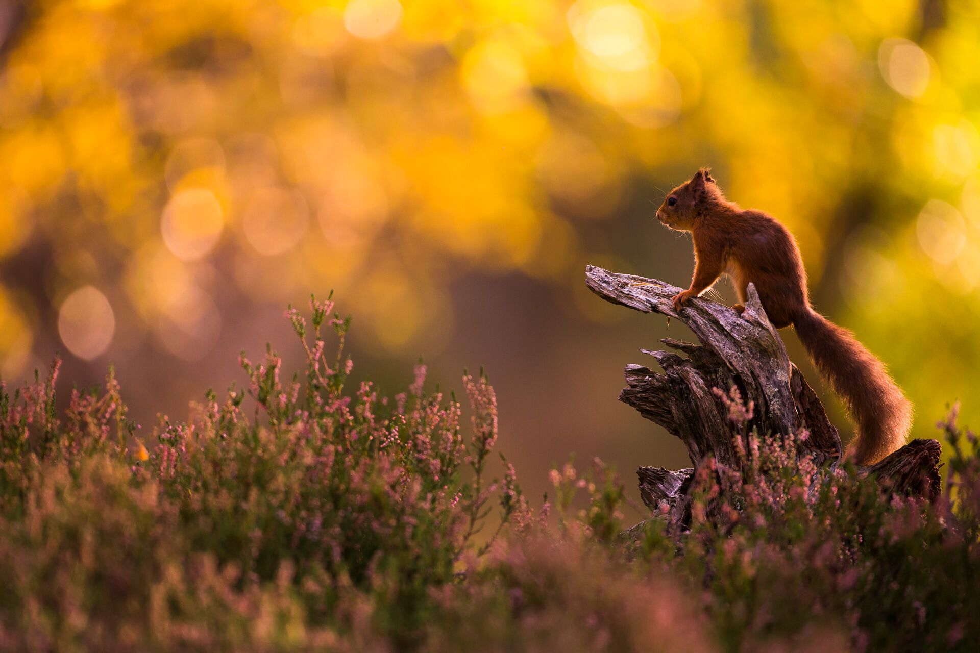 Red squirrel in the wild