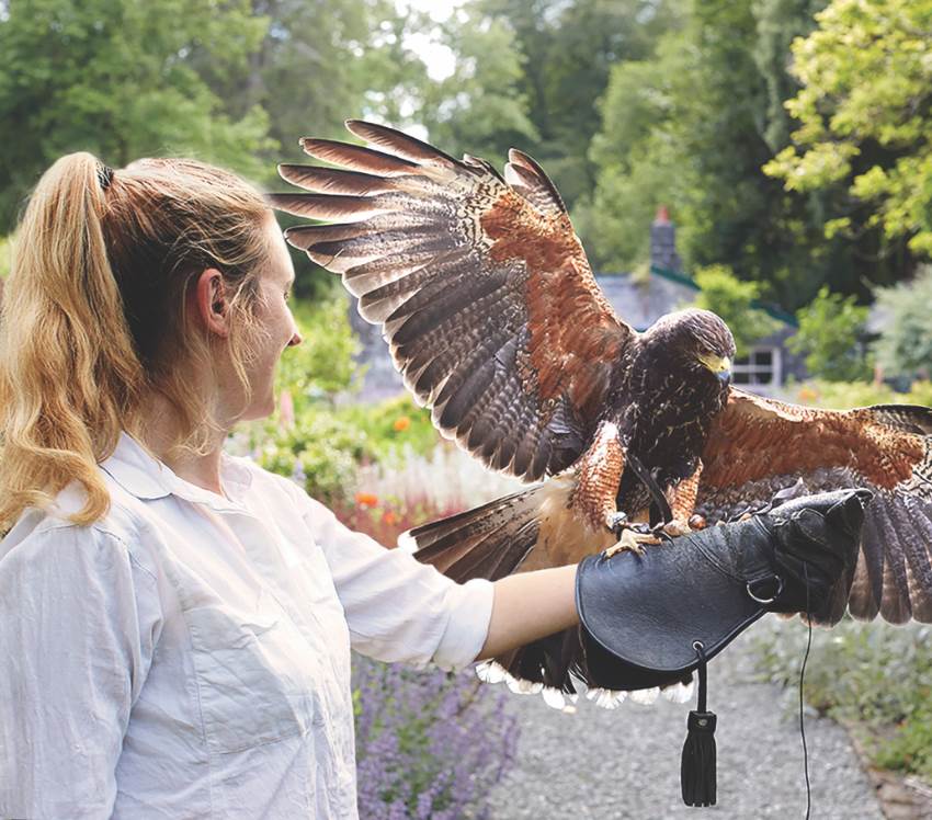 Falconry Ashford Castle Cong Ireland