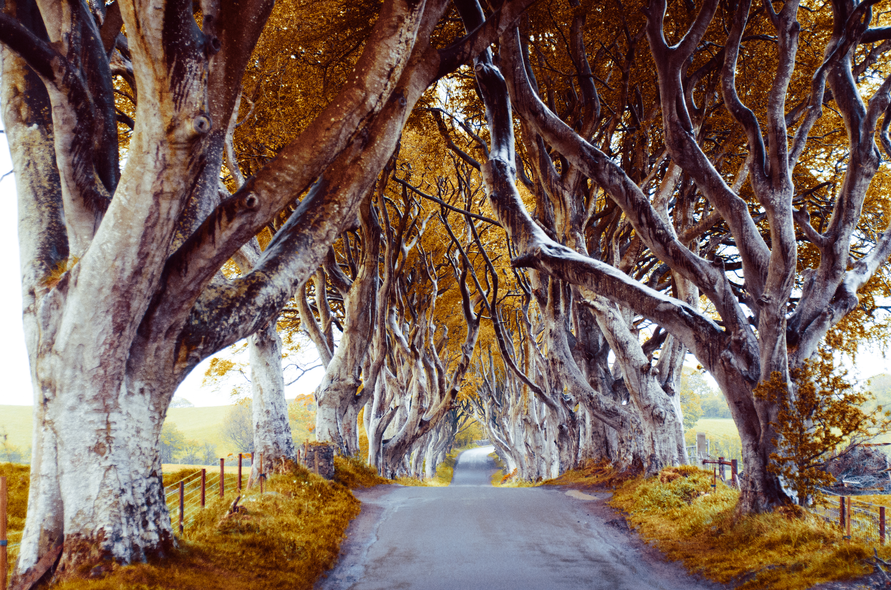 Discover the Celtic Isles Year Round - The Dark Hedges in Northern Ireland