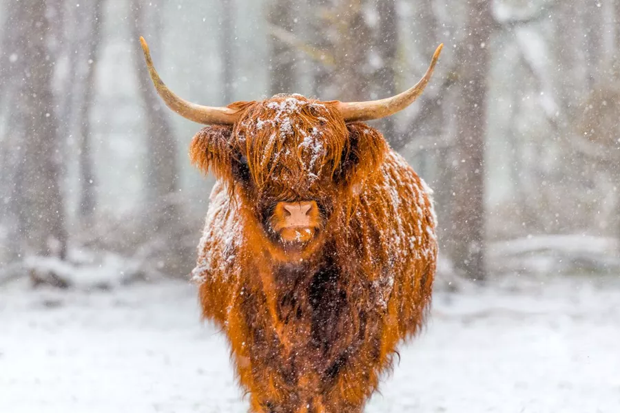 Highland cow in the snow