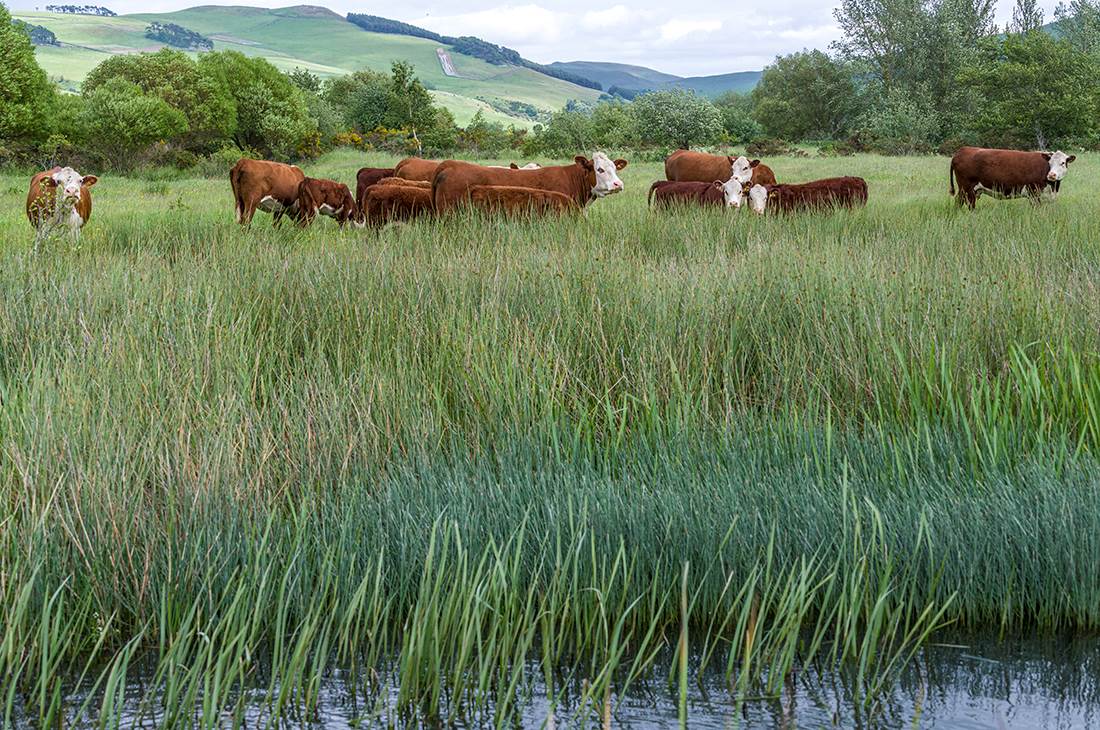 Cows standing in the field