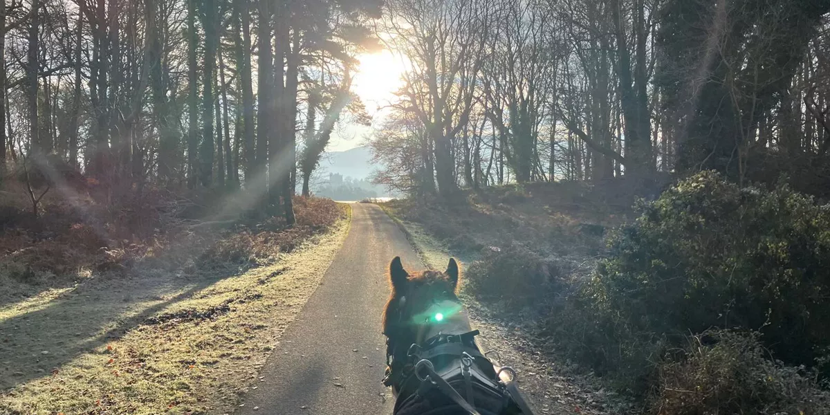 Jaunting Car, Killarney National Park, Co Kerry Web Size
