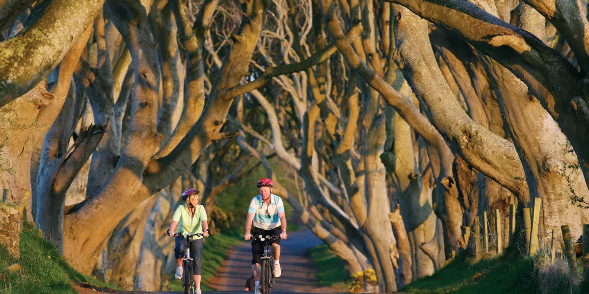 Dark Hedges