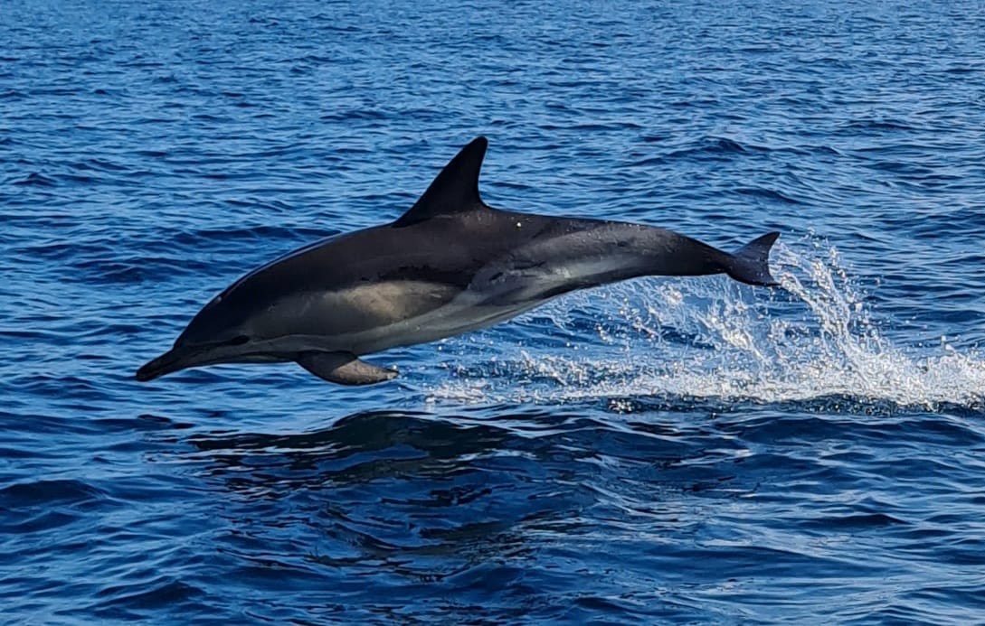 Dolfin diving out of the water on Dingle Harbour Bay Cruise