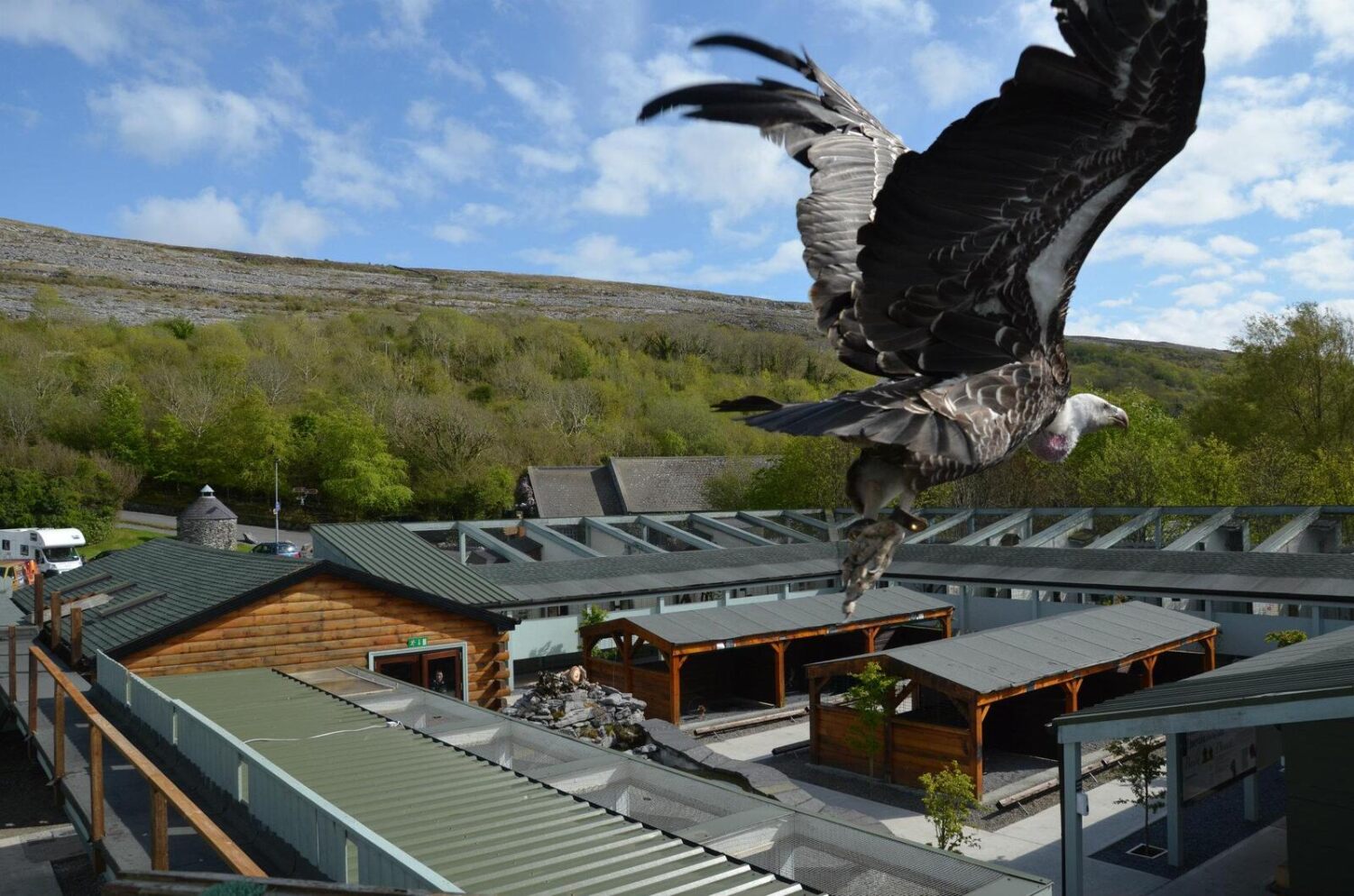 A large bird is flying over a building