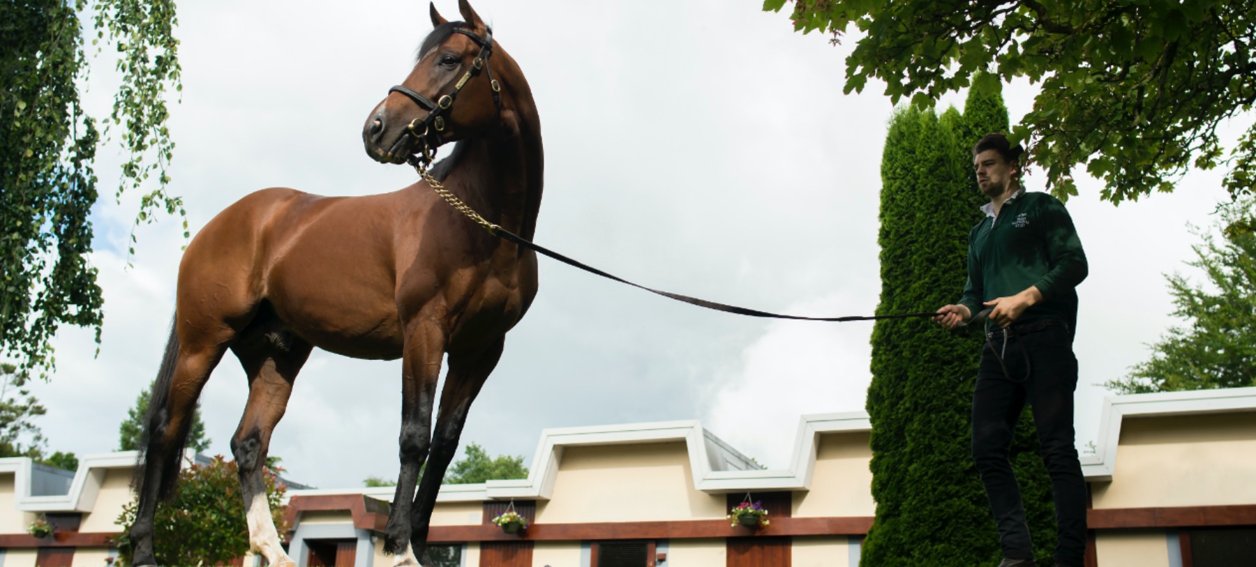 A man standing next to a horse on a leash