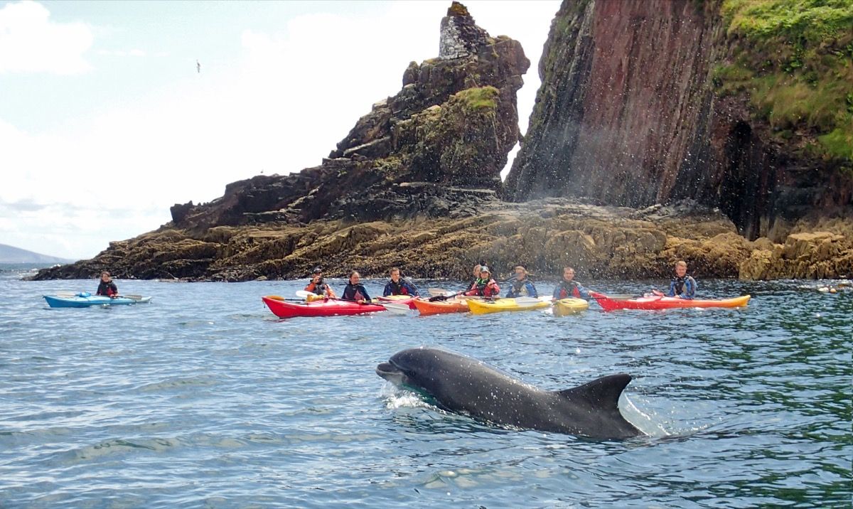Spot dolphins why sea kayaking in Dingle Ireland
