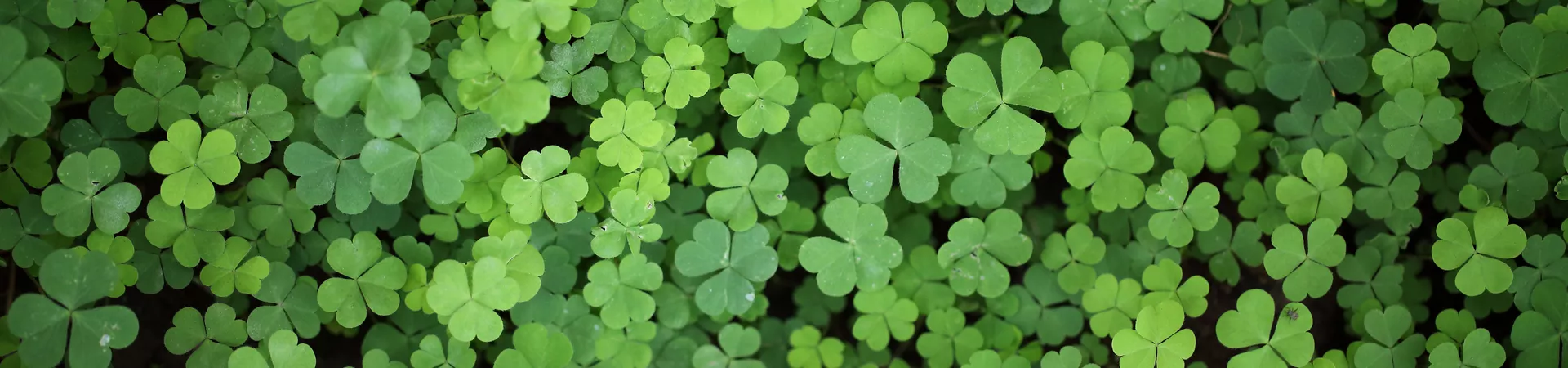 Three leaf clovers -Shamrock leaves close up