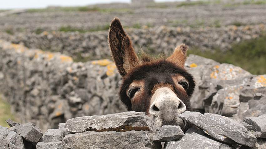 Donkey on Tara Islands