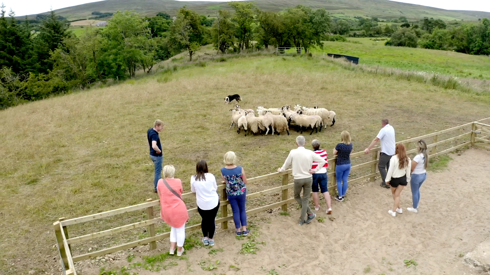 A group of people watch sheep being herded