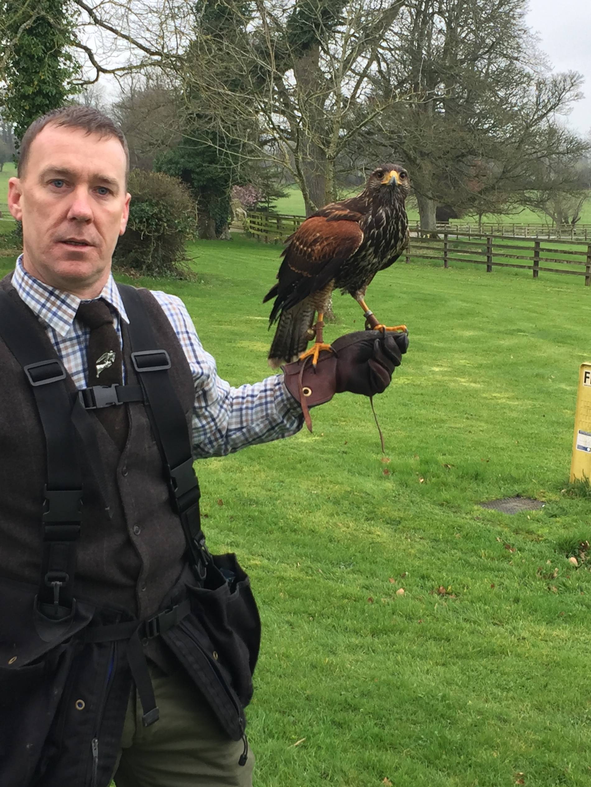 Man holding up a falcon in Lyrath estate falconry