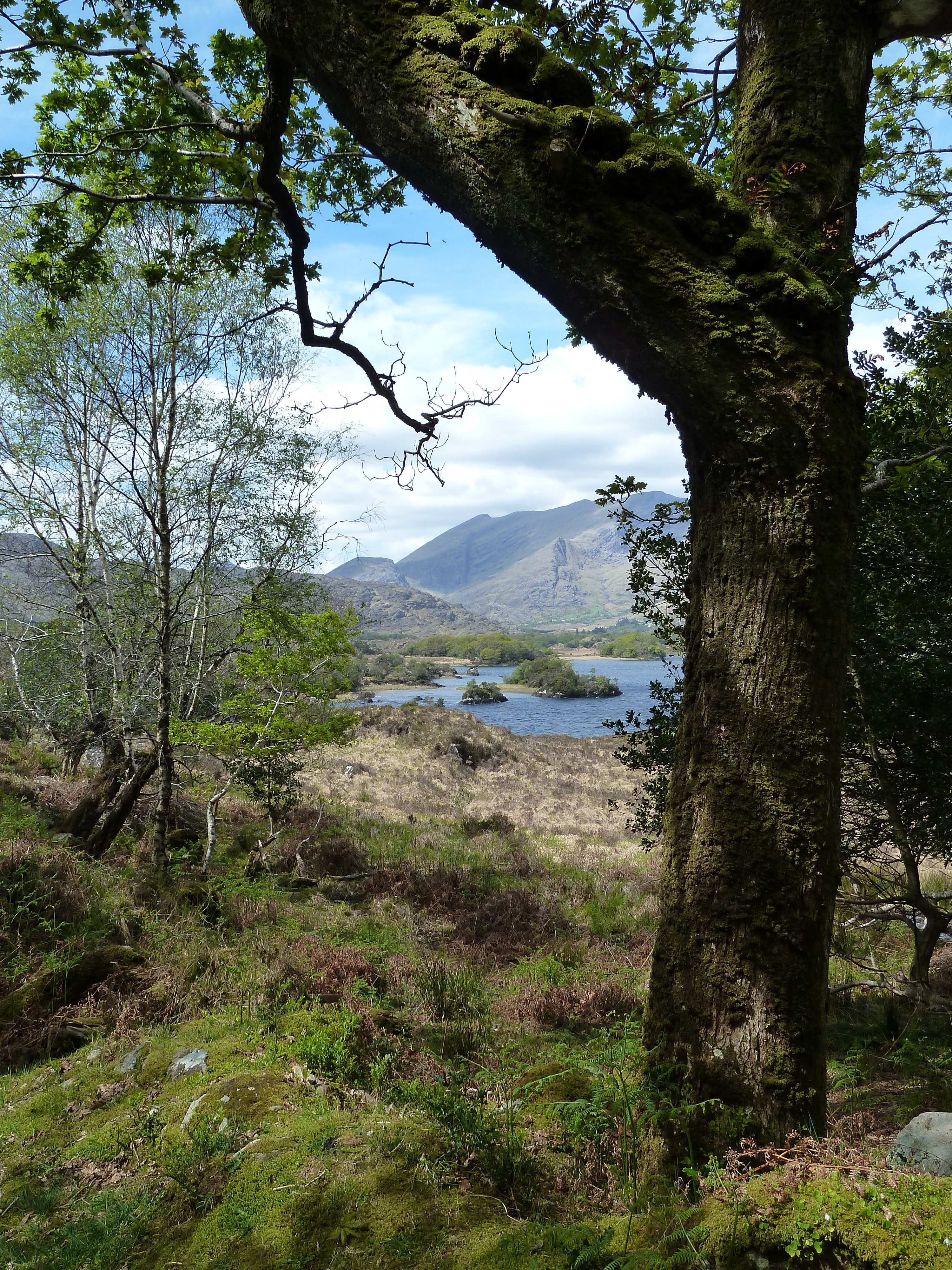 Killarney Park Kerry Southwest Ireland