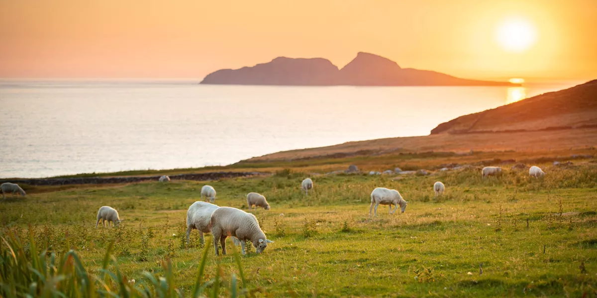 Sheep, Skellig Ring, Co Web Size
