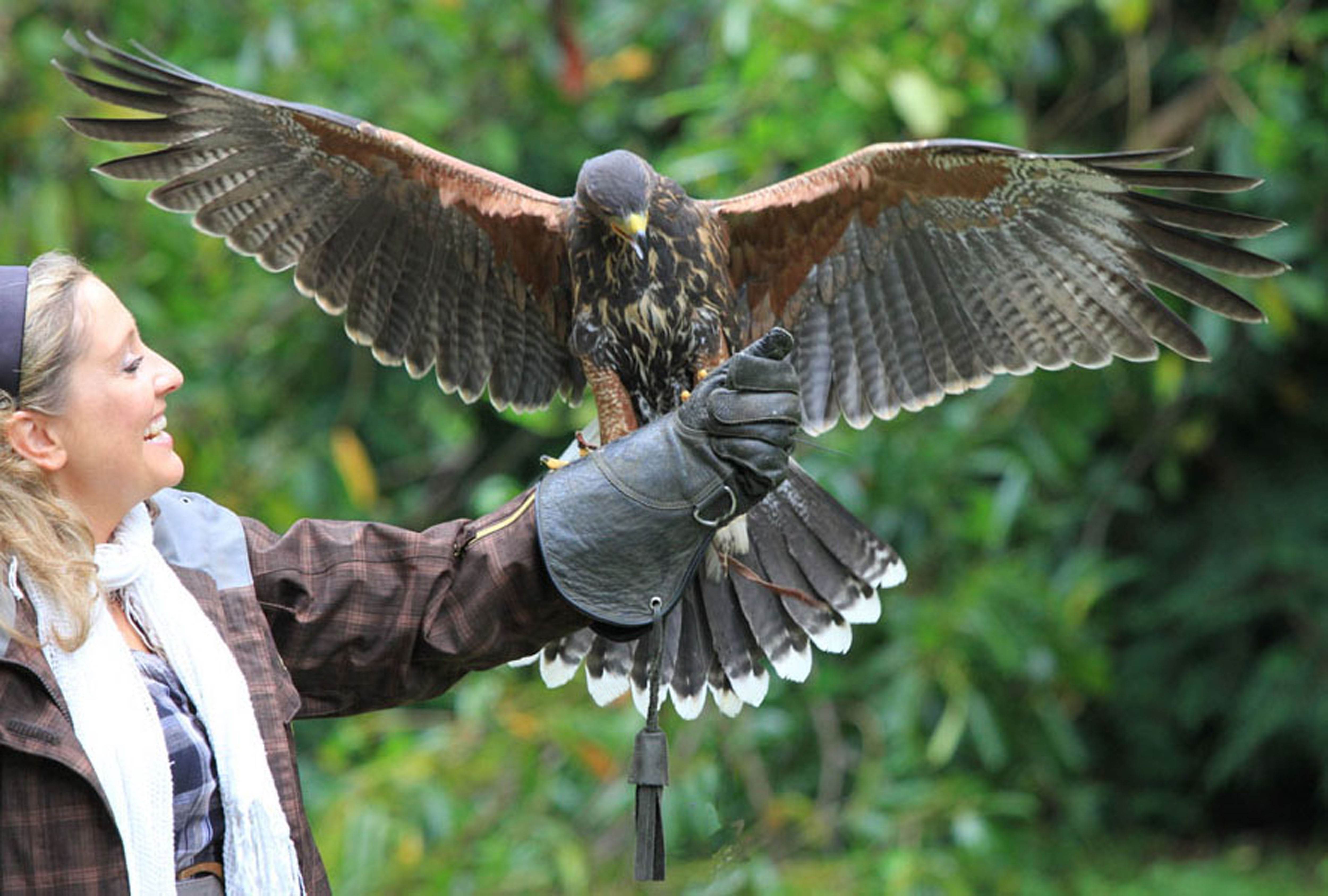 A woman holding a falcon on her hand