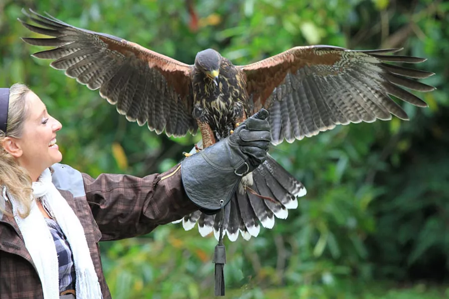 A woman holding a falcon on her hand