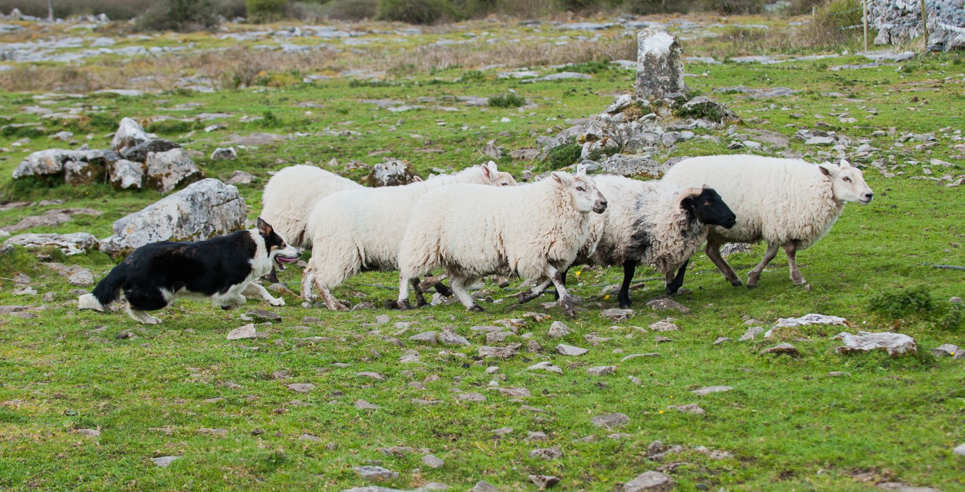 A herd of sheep guarded by a dog