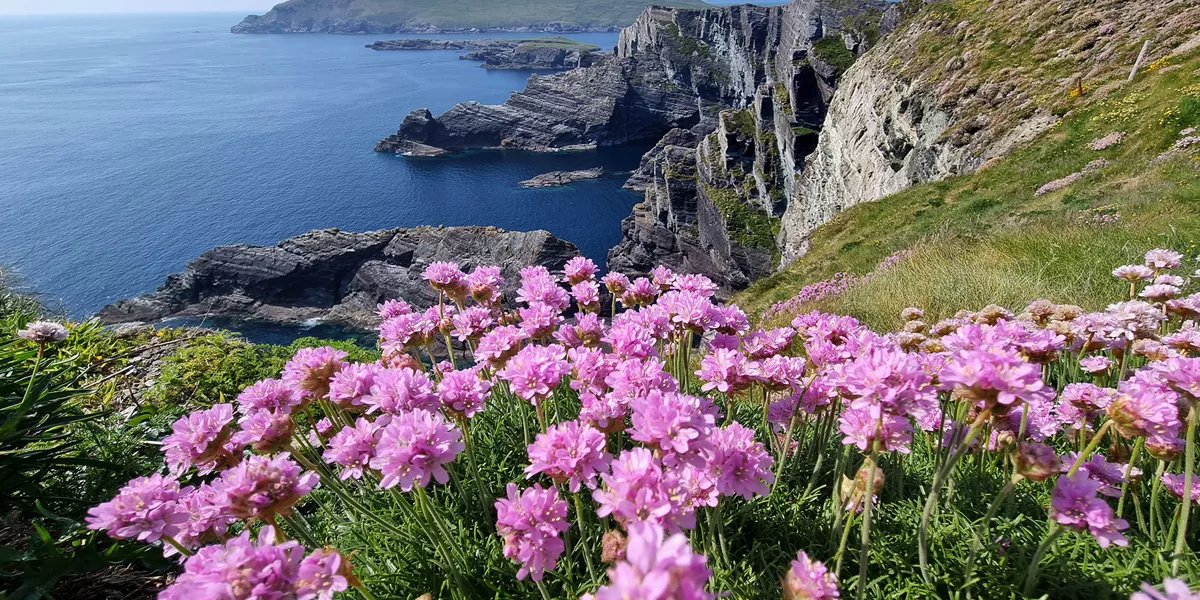 Kerry Cliffs Ring Of Kerry Ireland