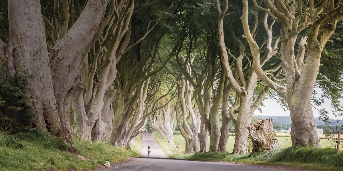 The Dark Hedges in Northern Ireland