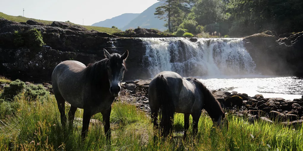 Home to the largest Gaelic speaking population, Connemara is rich in history and beauty.